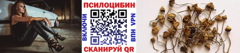 Купить  Кяхта  Псилоцибиновые грибы GOLDEN TEACHER 